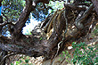 Pohutukawa Root system photo