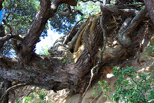 Pohutukawa Root System photo