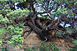 Pohutukawa Roots photo