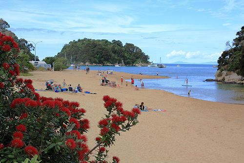 Coastal Flowering Pohutukawa Tree photo