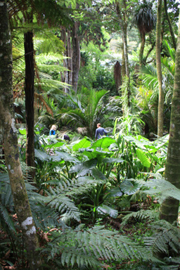 Native Ferns in Pukekura Park photo