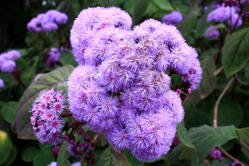 Blue Mist Flowers photo