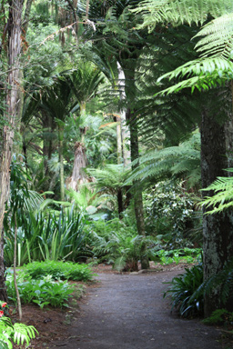 Walkway in Pukekura Park photo