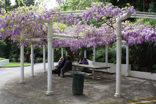 Wisteria Vine near The Tea House photo