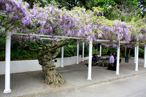 Wisteria Vine in Bloom photo