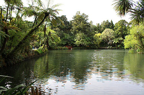 Fountain Lake & Native Trees photo