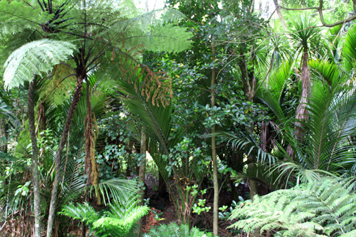 Rainforest in Pukekura Park photo