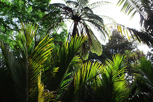 Native Bush Pukekura Park photo