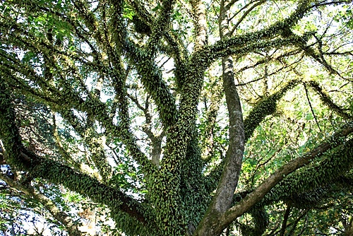 Puriri Tree photo