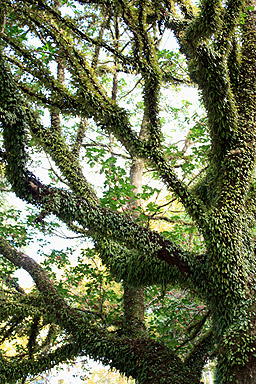 Puriri Tree photo