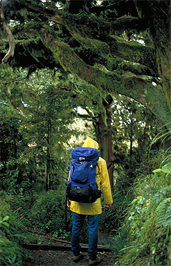 Mount Taranaki Forest photo