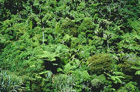 Paparoa National Park photo