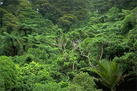 Abel Tasman Forest photo