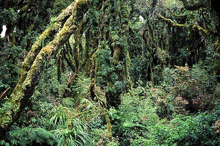 Egmont Rain Forest photo