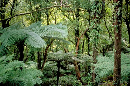 Tree Ferns and Ground Ferns photo