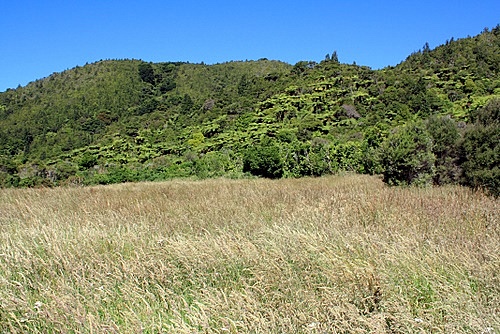 Tree Ferns photo
