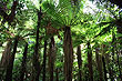 Tree Ferns photo