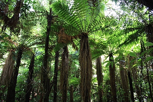 Tree Ferns photo