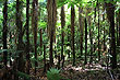 Tree Ferns photo