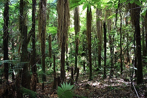 Tree Fern Trunks photo