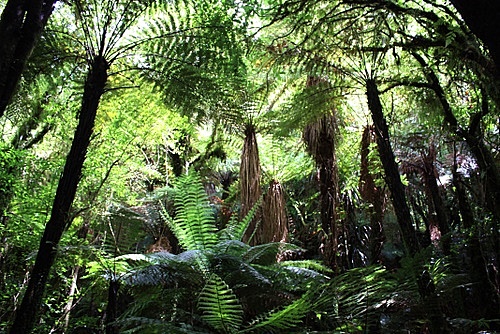 Tree Ferns photo