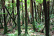 Fern Trunks photo