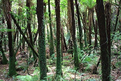 Tree Fern Trunks photo