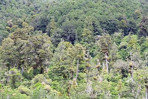 Rain Forest Canopy photo