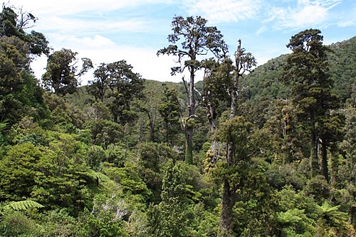 Kauri and Rimu photo