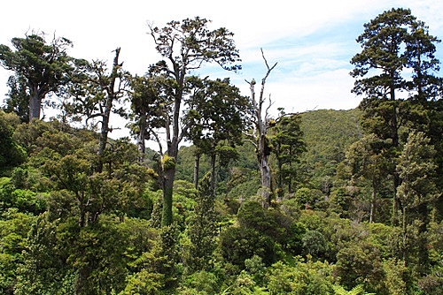 Kauri and Rimu photo