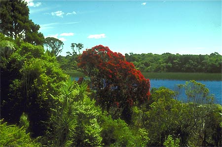 Southern Rata photo