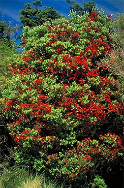 Southern Rata Tree photo