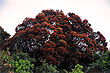 Flowering Rata Tree photo