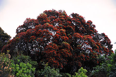 Flowering Southern Rata photo