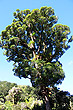 Northern Rata photo