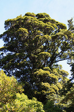 Rata Tree photo