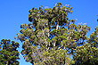 Northern Rata photo