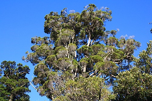 New Zealand Rata photos