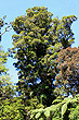 Flowering Rata Tree photo