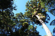 Flowering Rata Tree photo