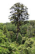 Northern Rata Tree photo