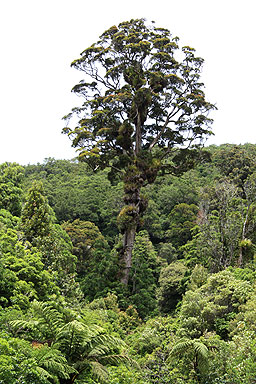 Mature Rata photo