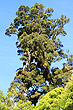 Giant Rata photo