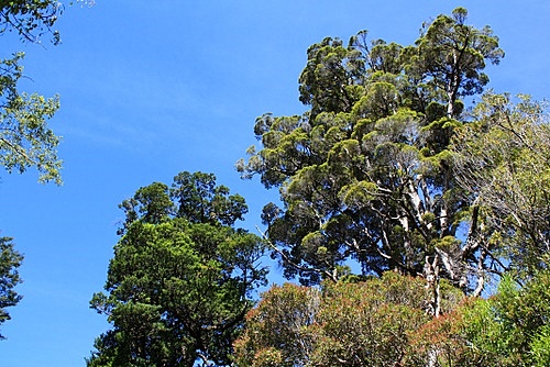 Northern Rata photo