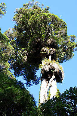 Giant Rata photo