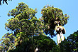 Northern Rata photo