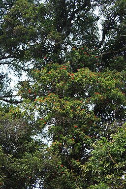 Flowering Rata photo