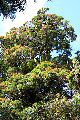 Flowering Rata photo