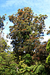 Flowering Rata Tree photo