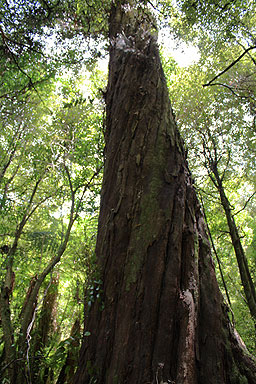 Rimu Trunk photo